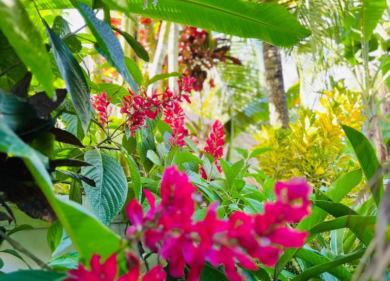 Villa Clarissa No. 8 Las Terrenas Dominican Republic